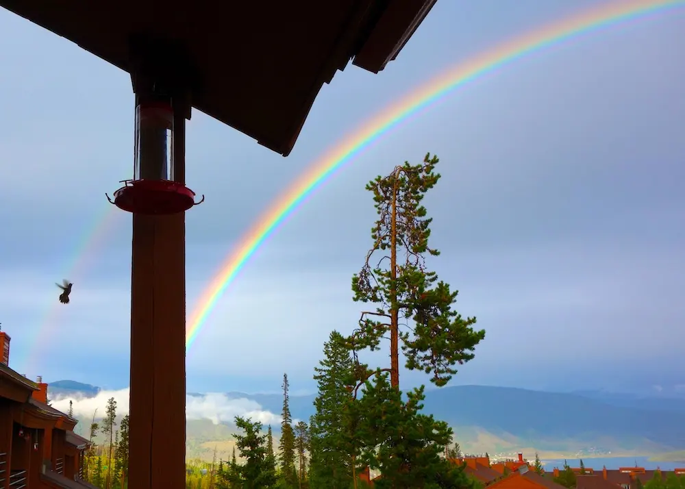 hummingbird and rainbow ryan gulch rd