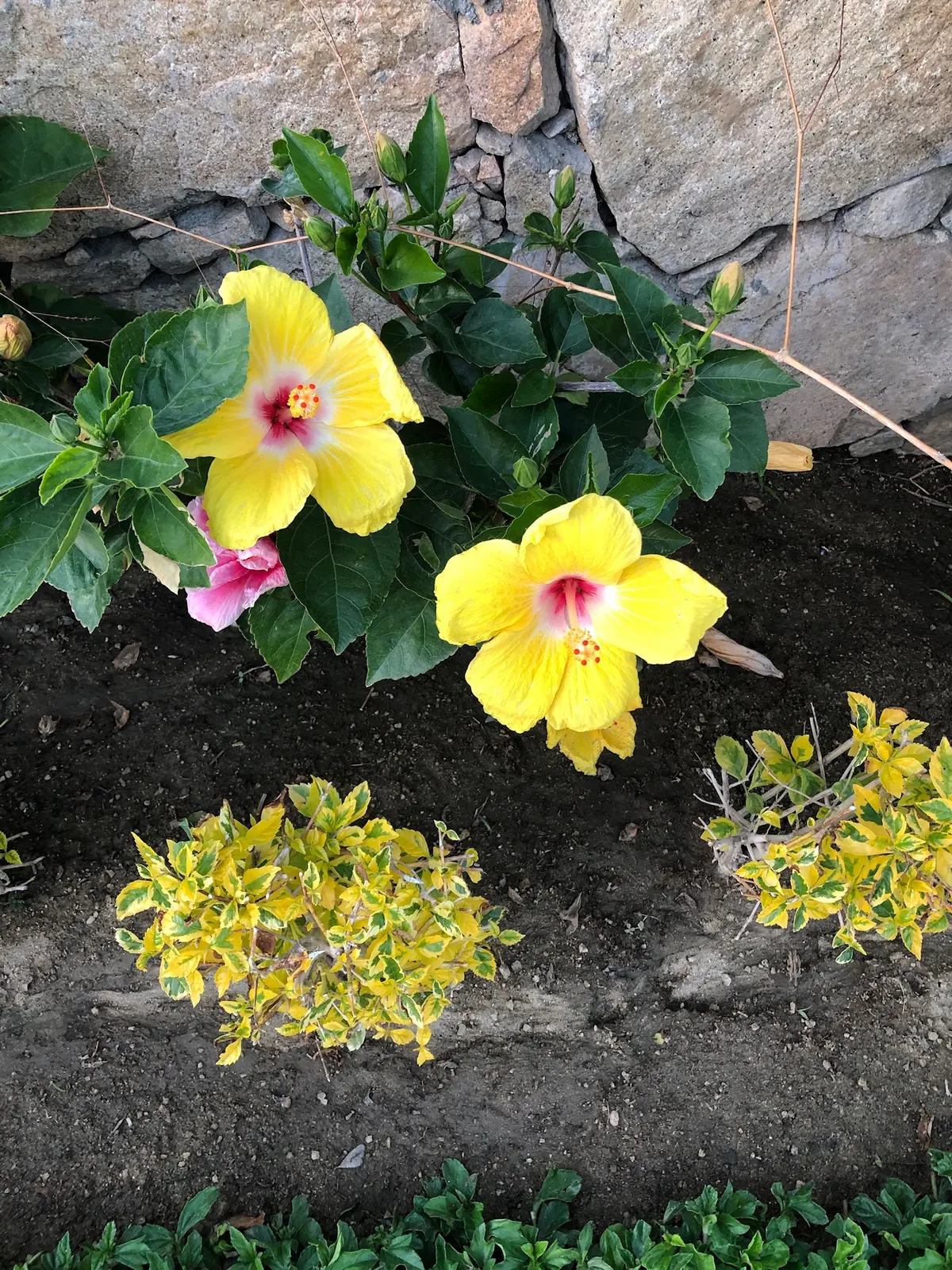 Two large yellow hibiscus flowers with pink centers bloom among green leaves in a garden bed, bordered by a stone wall and small yellow variegated plants below.