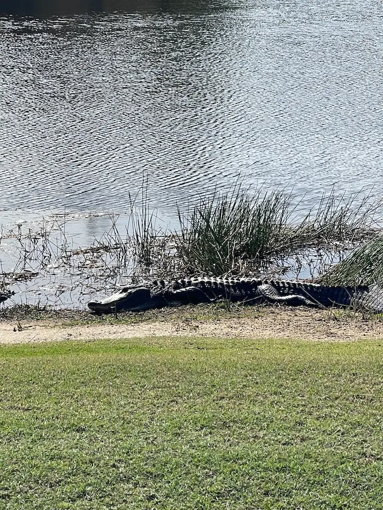 gator