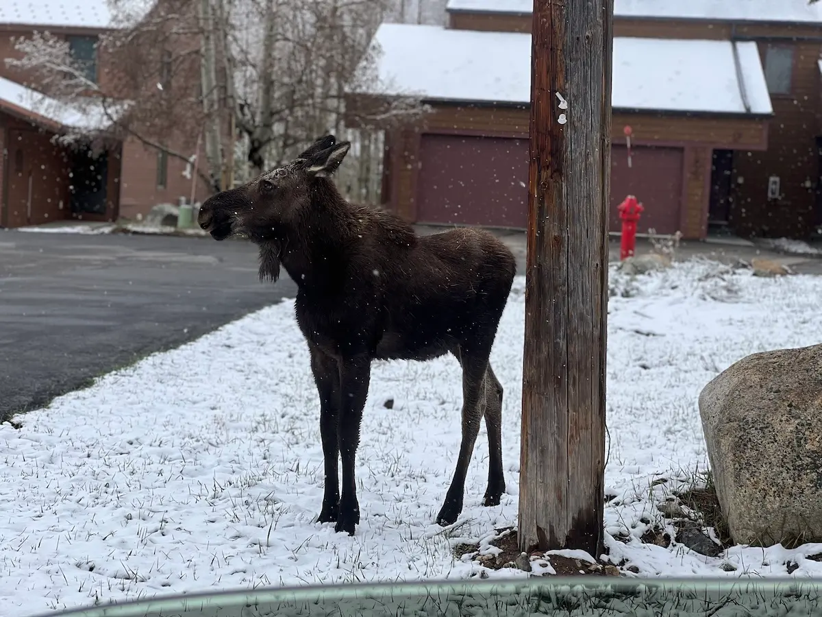 moose in frisco colorado