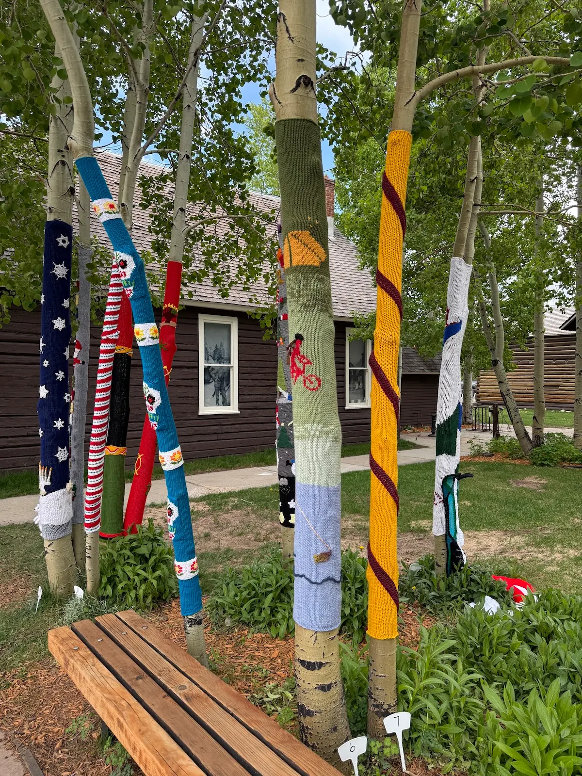 Frisco Socks on Trees