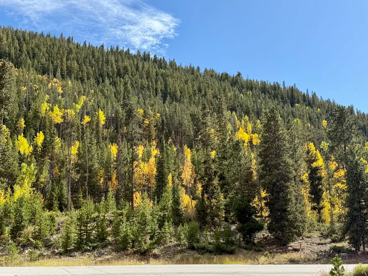 Fall Foliage