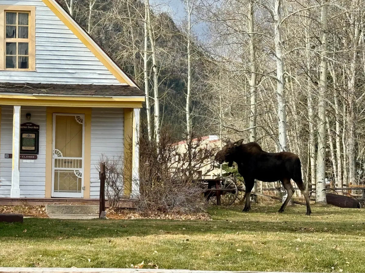 Moose Spotting