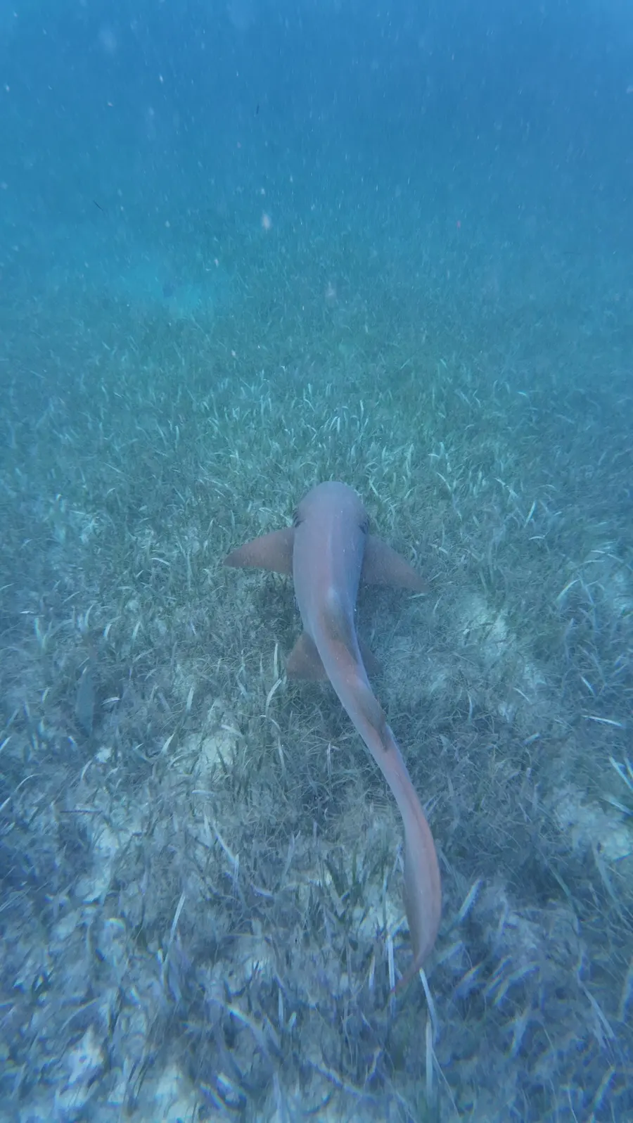 shark