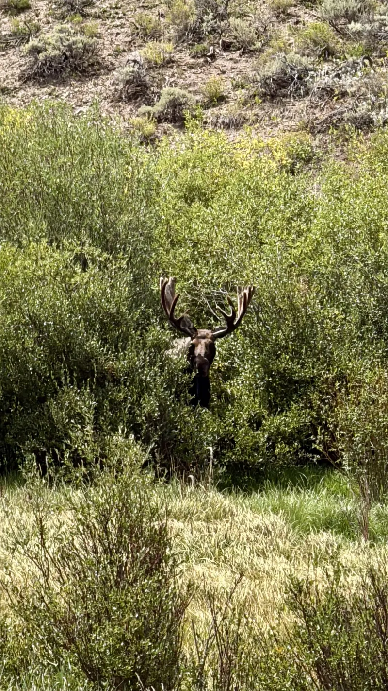 A moose with large antlers is mostly hidden among dense green bushes and shrubs, blending into the natural landscape with only its head and antlers clearly visible.