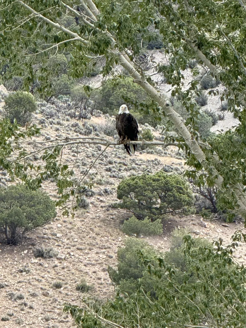 A bald eagle perched on a tree branch overlooking a dry mountain landscape, with Amynakos Group.